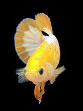 Load image into Gallery viewer, Female Halfmoon Plakat - Yellow FCCP #089 - Live Betta Fish
