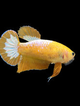 Load image into Gallery viewer, Female Halfmoon Plakat - Yellow FCCP #089 - Live Betta Fish
