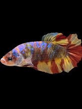 Load image into Gallery viewer, GIANT Male Halfmoon Plakat - Nemo Galaxy #090 - Live Betta Fish
