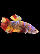 Load image into Gallery viewer, GIANT Male Halfmoon Plakat - Nemo Galaxy #090 - Live Betta Fish
