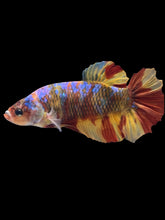 Load image into Gallery viewer, GIANT Male Halfmoon Plakat - Nemo Galaxy #090 - Live Betta Fish
