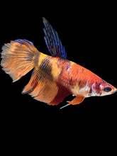 Load image into Gallery viewer, TOP GRADE Female Veiltail - Nemo #092 - Live Betta Fish
