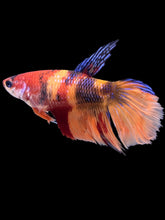 Load image into Gallery viewer, TOP GRADE Female Veiltail - Nemo #092 - Live Betta Fish
