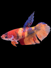 Load image into Gallery viewer, TOP GRADE Female Veiltail - Nemo #092 - Live Betta Fish
