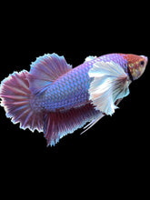 Load image into Gallery viewer, GIANT Male Halfmoon Plakat - Purple Dumbo #094 - Live Betta Fish
