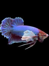 Load image into Gallery viewer, GIANT Male Halfmoon Plakat - Purple Dumbo #094 - Live Betta Fish
