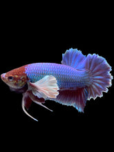 Load image into Gallery viewer, GIANT Male Halfmoon Plakat - Purple Dumbo #094 - Live Betta Fish
