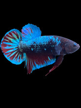 Load image into Gallery viewer, GIANT Male Halfmoon Plakat - Blue Avatar #099 - Live Betta Fish
