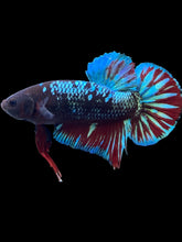 Load image into Gallery viewer, GIANT Male Halfmoon Plakat - Blue Avatar #099 - Live Betta Fish
