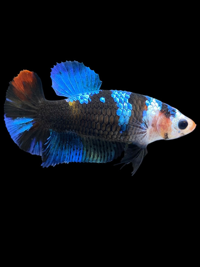 Female Halfmoon Plakat - Monkey Face #1001 - Live Betta Fish