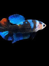 Load image into Gallery viewer, Female Halfmoon Plakat - Monkey Face #1001 - Live Betta Fish
