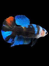 Load image into Gallery viewer, Female Halfmoon Plakat - Monkey Face #1001 - Live Betta Fish
