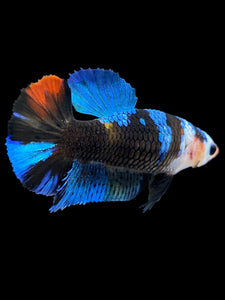 Female Halfmoon Plakat - Monkey Face #1001 - Live Betta Fish