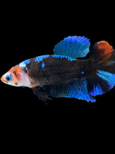 Load image into Gallery viewer, Female Halfmoon Plakat - Monkey Face #1001 - Live Betta Fish
