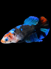 Load image into Gallery viewer, Female Halfmoon Plakat - Monkey Face #1001 - Live Betta Fish
