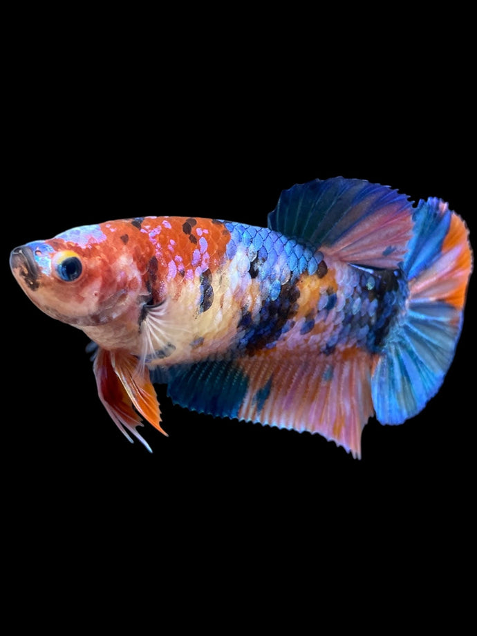 Female Halfmoon Plakat - Galaxy #1003 - Live Betta Fish