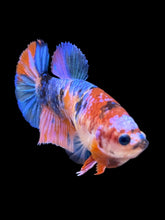 Load image into Gallery viewer, Female Halfmoon Plakat - Galaxy #1003 - Live Betta Fish
