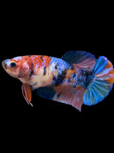 Load image into Gallery viewer, Female Halfmoon Plakat - Galaxy #1003 - Live Betta Fish
