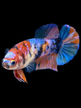 Load image into Gallery viewer, Female Halfmoon Plakat - Galaxy #1003 - Live Betta Fish
