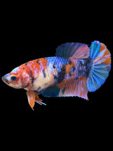 Load image into Gallery viewer, Female Halfmoon Plakat - Galaxy #1003 - Live Betta Fish
