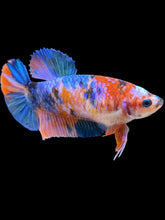 Load image into Gallery viewer, Female Halfmoon Plakat - Galaxy #1003 - Live Betta Fish
