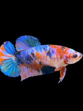 Load image into Gallery viewer, Female Halfmoon Plakat - Galaxy #1003 - Live Betta Fish
