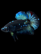 Load image into Gallery viewer, Male Halfmoon Plakat - Blue Avatar #1004 - Live Betta Fish
