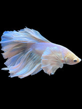Load image into Gallery viewer, Male Rosetail - Pastel Dumbo #1006 - Live Betta Fish
