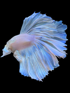 Male Rosetail - Pastel Dumbo #1006 - Live Betta Fish