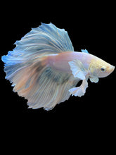 Load image into Gallery viewer, Male Rosetail - Pastel Dumbo #1006 - Live Betta Fish
