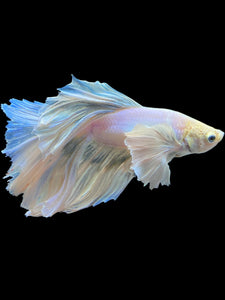 Male Rosetail - Pastel Dumbo #1006 - Live Betta Fish