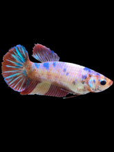 Load image into Gallery viewer, Female Halfmoon Plakat - Multicolor #1008 - Live Betta Fish
