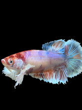 Load image into Gallery viewer, Female Halfmoon Plakat - Candy Dumbo #100 - Live Betta Fish
