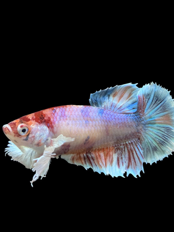 Female Halfmoon Plakat - Candy Dumbo #100 - Live Betta Fish