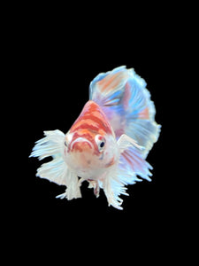 Female Halfmoon Plakat - Candy Dumbo #100 - Live Betta Fish