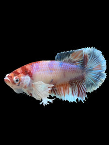 Female Halfmoon Plakat - Candy Dumbo #100 - Live Betta Fish