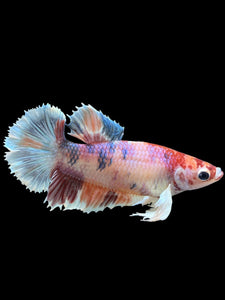 Female Halfmoon Plakat - Candy Dumbo #100 - Live Betta Fish