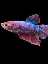 Load image into Gallery viewer, GIANT Male Halfmoon Plakat - Galaxy #100 - Live Betta Fish
