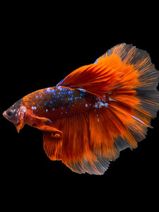Male Halfmoon - Red Galaxy #1011 - Live Betta Fish