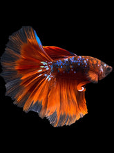 Load image into Gallery viewer, Male Halfmoon - Red Galaxy #1011 - Live Betta Fish
