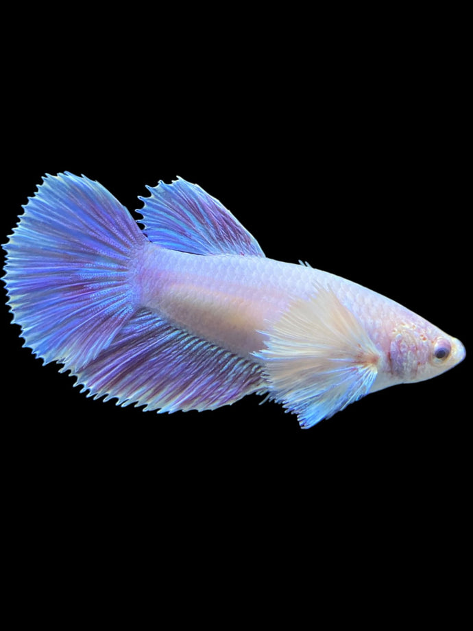 TOP GRADE Female Halfmoon - Dumbo #1012 - Live Betta Fish