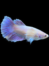 Load image into Gallery viewer, TOP GRADE Female Halfmoon - Dumbo #1012 - Live Betta Fish
