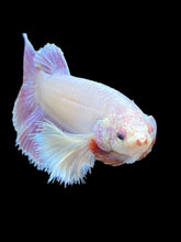 Load image into Gallery viewer, TOP GRADE Female Halfmoon - Dumbo #1012 - Live Betta Fish
