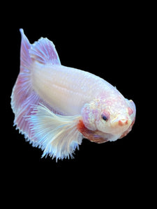TOP GRADE Female Halfmoon - Dumbo #1012 - Live Betta Fish
