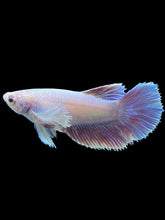 Load image into Gallery viewer, TOP GRADE Female Halfmoon - Dumbo #1012 - Live Betta Fish
