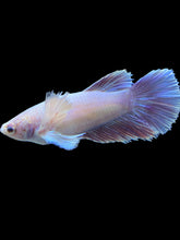 Load image into Gallery viewer, TOP GRADE Female Halfmoon - Dumbo #1012 - Live Betta Fish
