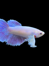 Load image into Gallery viewer, TOP GRADE Female Halfmoon - Dumbo #1012 - Live Betta Fish
