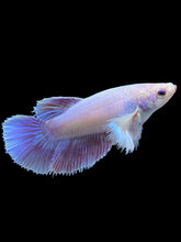 Load image into Gallery viewer, TOP GRADE Female Halfmoon - Dumbo #1012 - Live Betta Fish
