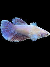 Load image into Gallery viewer, TOP GRADE Female Halfmoon - Dumbo #1012 - Live Betta Fish
