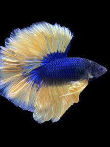 Male Rosetail - Blue Mustard #1013 - Live Betta Fish